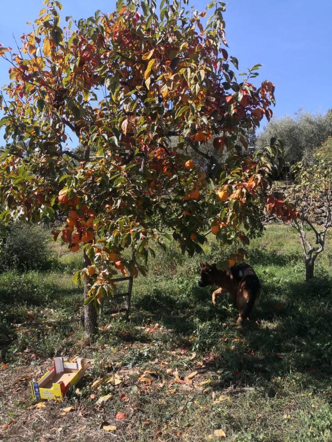 Alle Pendici Dell'Etna Ragalna Dış mekan fotoğraf