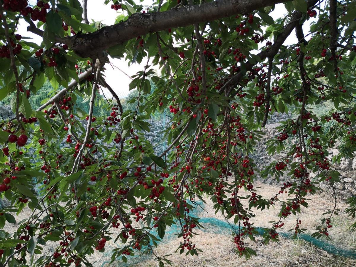 Alle Pendici Dell'Etna Ragalna Dış mekan fotoğraf