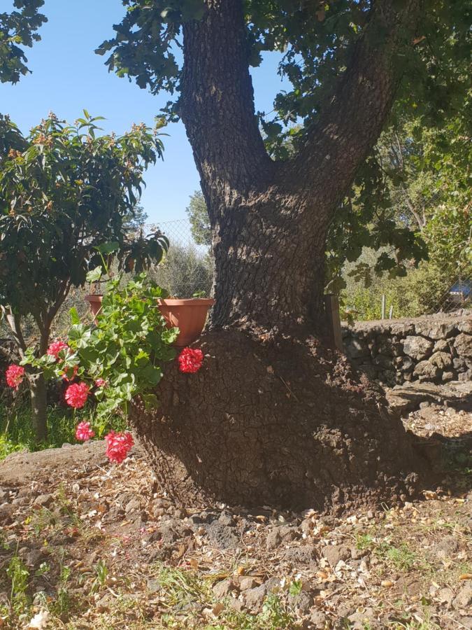 Alle Pendici Dell'Etna Ragalna Dış mekan fotoğraf