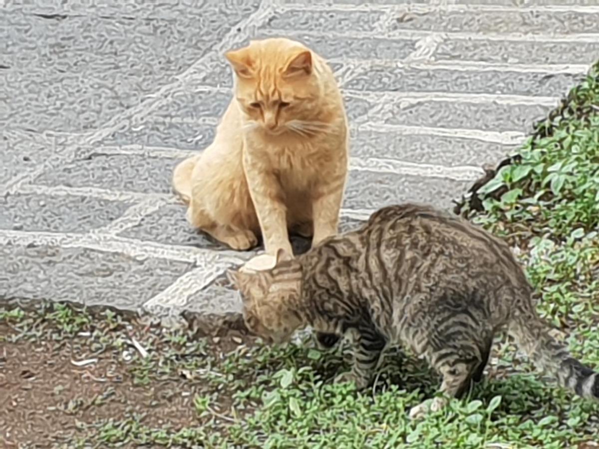 Alle Pendici Dell'Etna Ragalna Dış mekan fotoğraf